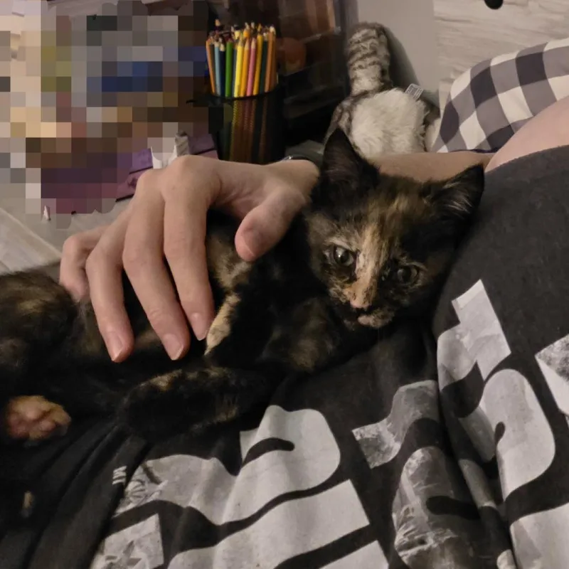 A baby small-sized female Tortoiseshell Domestic Short Hair cat named Nutmeg for adoption in Wheeling, IL