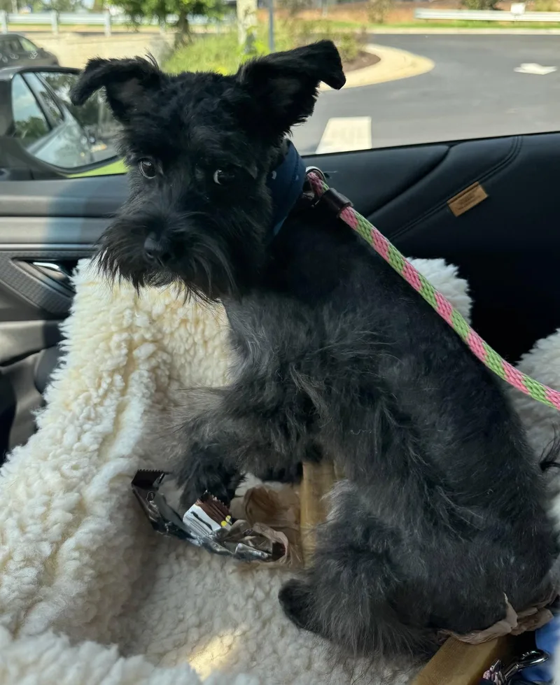 A young small-sized male Terrier dog named Basil Spice for adoption in Alpharetta, GA