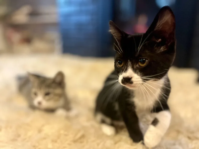 James & Tiger