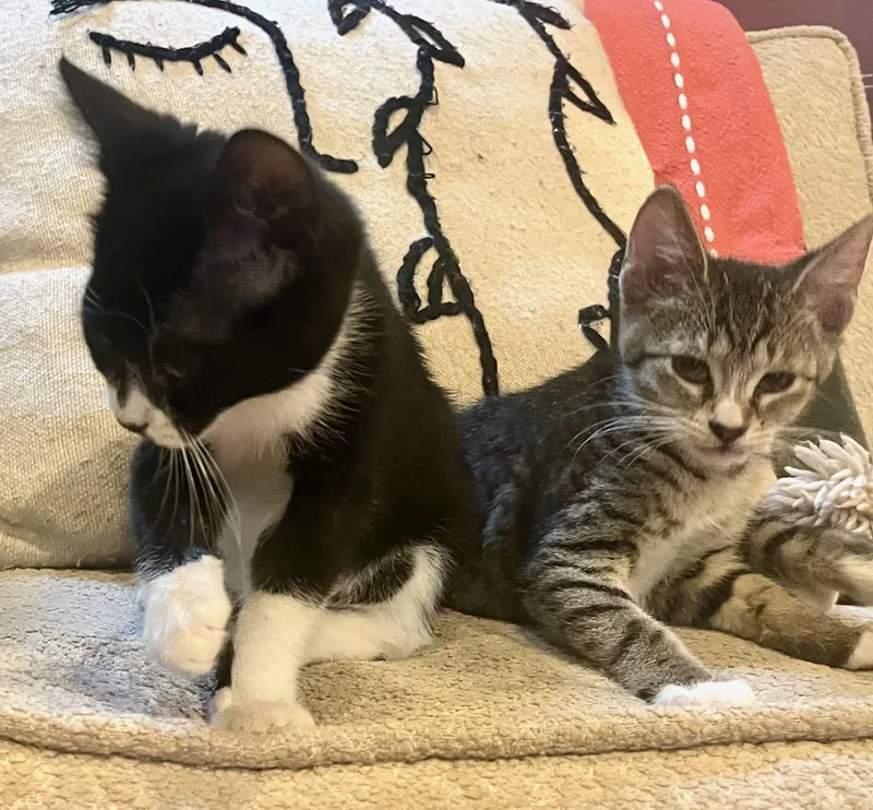 James & Tiger thumbnail 3
