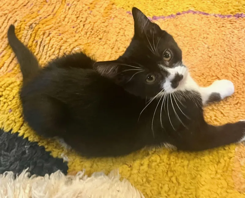 James & Tiger thumbnail 4