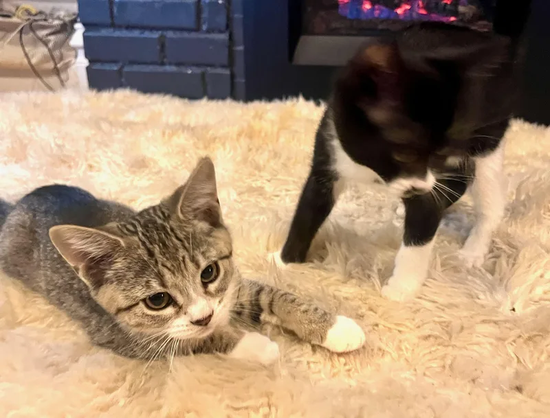 James & Tiger thumbnail 6