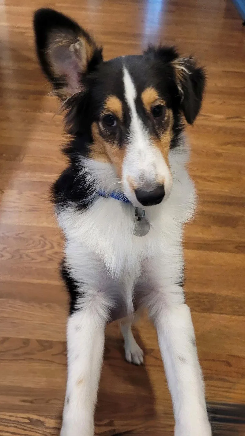 A baby medium-sized female Shetland Sheepdog / Sheltie dog named Lucy for adoption in Mission, KS