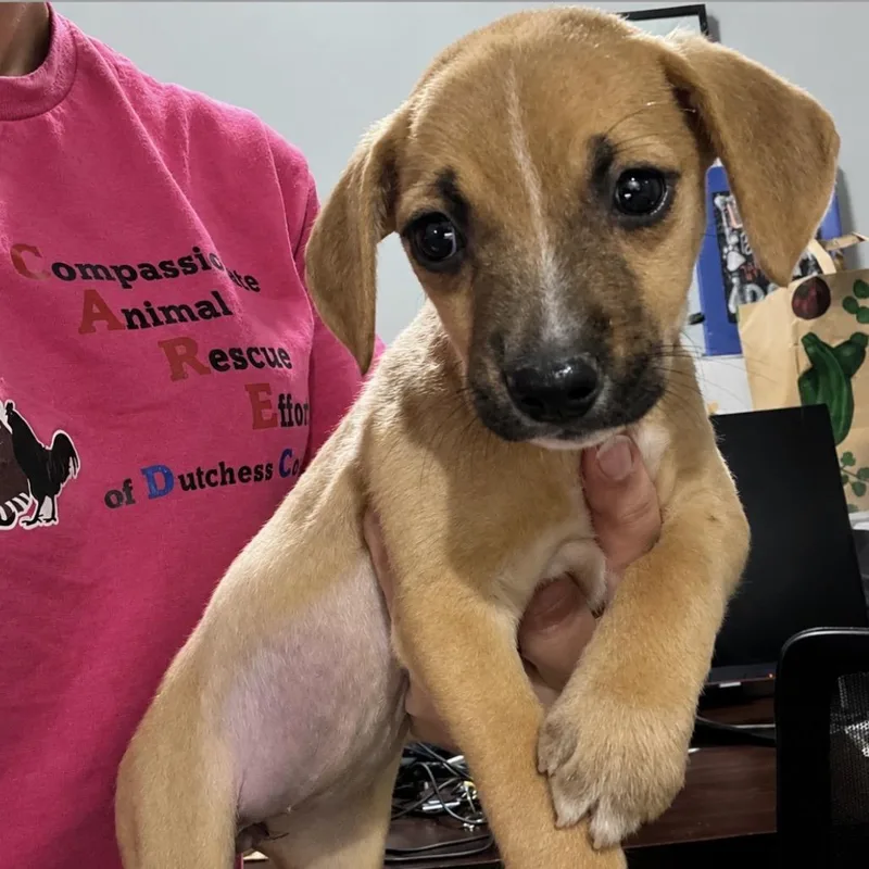A baby medium-sized female Yellow / Tan / Blond / Fawn Mixed Breed dog named Lexie for adoption in Wappingers Falls, NY