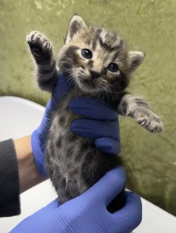 A baby small-sized male Domestic Short Hair cat named Teddy for adoption in Riverside, CA