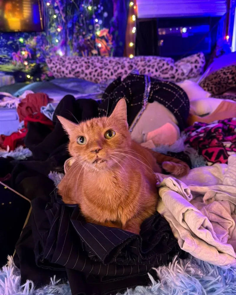A senior large-sized female Orange / Red Domestic Short Hair cat named Peanut for adoption in largo, FL