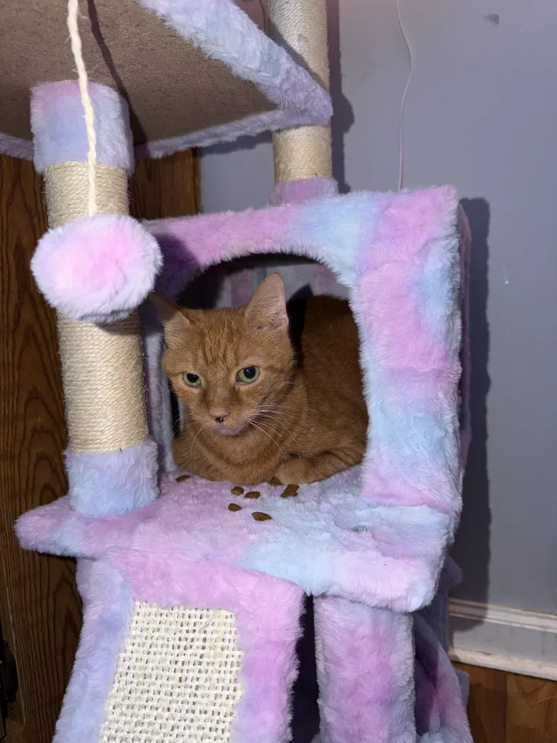 Peanut thumbnail 2