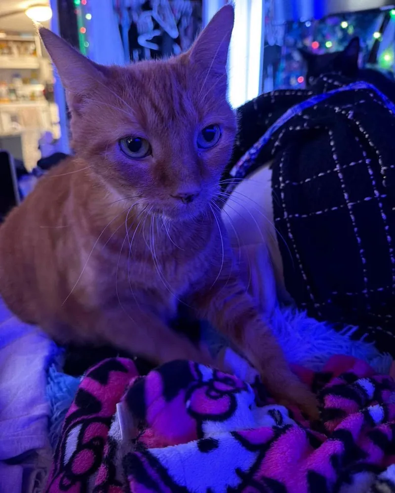 Peanut thumbnail 3