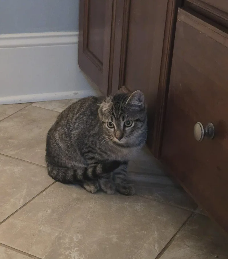 A baby small-sized male Tabby (Brown / Chocolate) Domestic Short Hair cat named Vinnie for adoption in Raleigh, NC