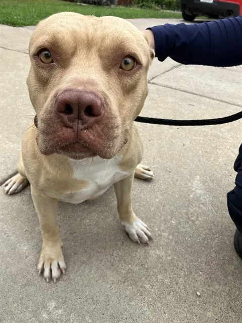A young large-sized male Mixed Breed dog named Bash for adoption in Dallas, TX