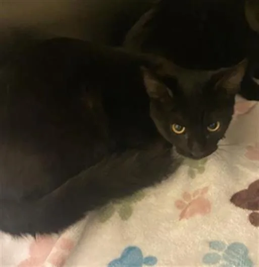 A young medium-sized female Domestic Short Hair cat named Lenore for adoption in West Valley City, UT