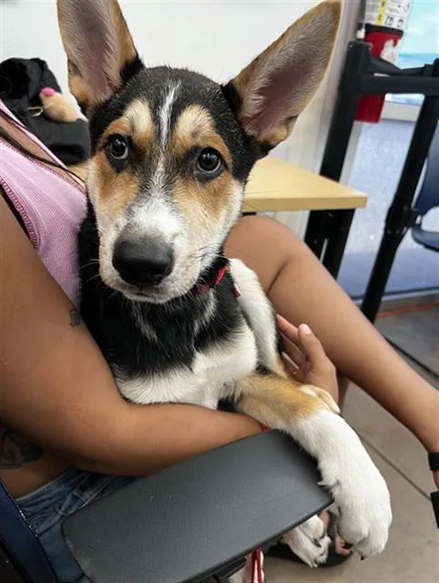 A baby large-sized male Mixed Breed dog named Mustard for adoption in Dallas, TX