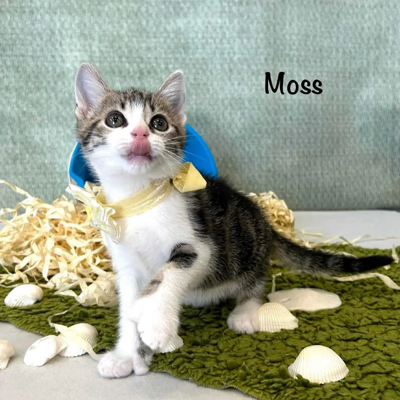 A young small-sized male Brown / Chocolate Extra-Toes Cat / Hemingway Polydactyl cat named Toby for adoption in Parkersburg, WV
