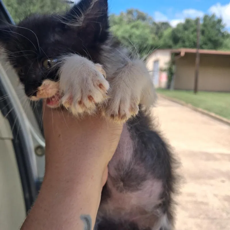A baby small-sized female Black Domestic Short Hair cat named Gerblin for adoption in Lufkin, TX