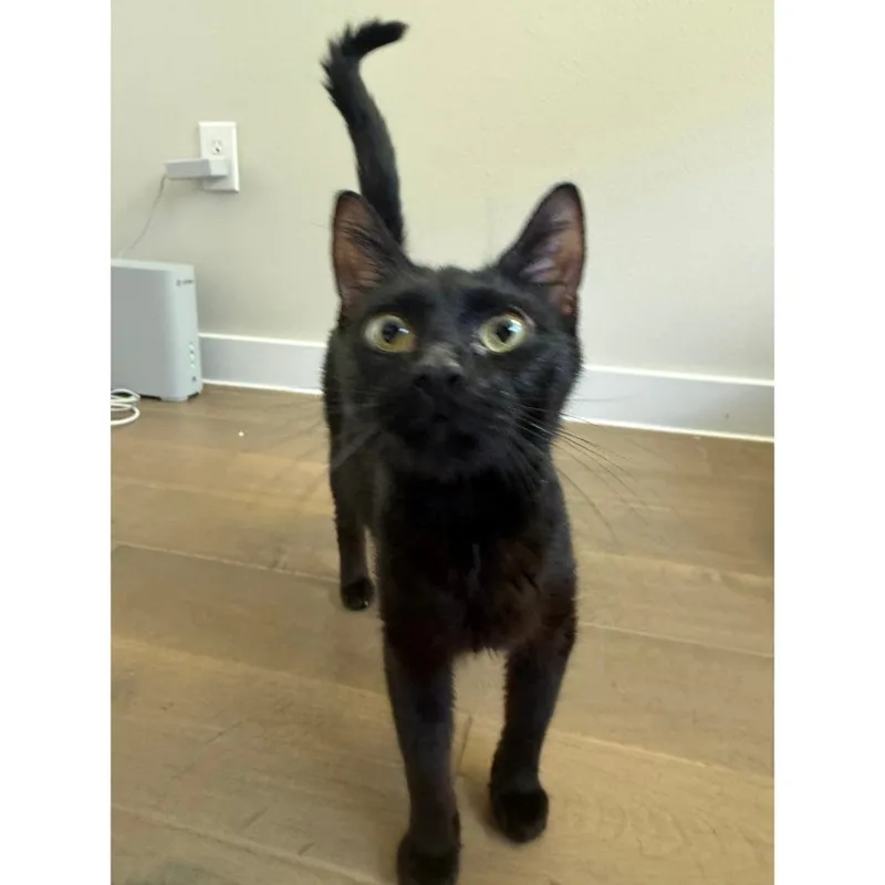 A young small-sized female Black Domestic Short Hair cat named Beyonce for adoption in Austin, TX