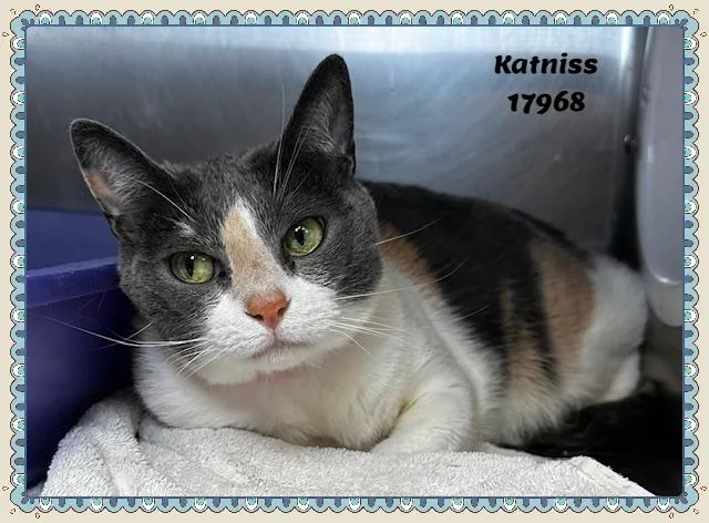 Katniss See Also Azula thumbnail 2