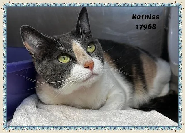 Katniss See Also Azula thumbnail 3