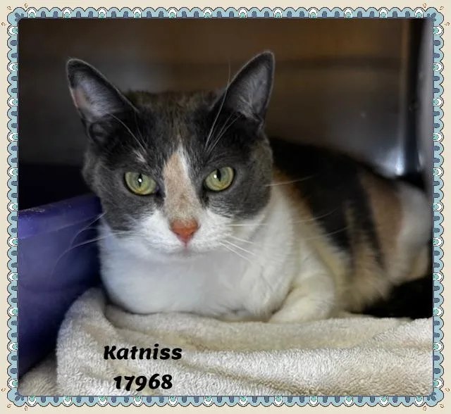 Katniss See Also Azula thumbnail 4