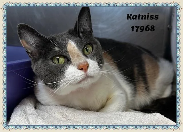 Katniss See Also Azula