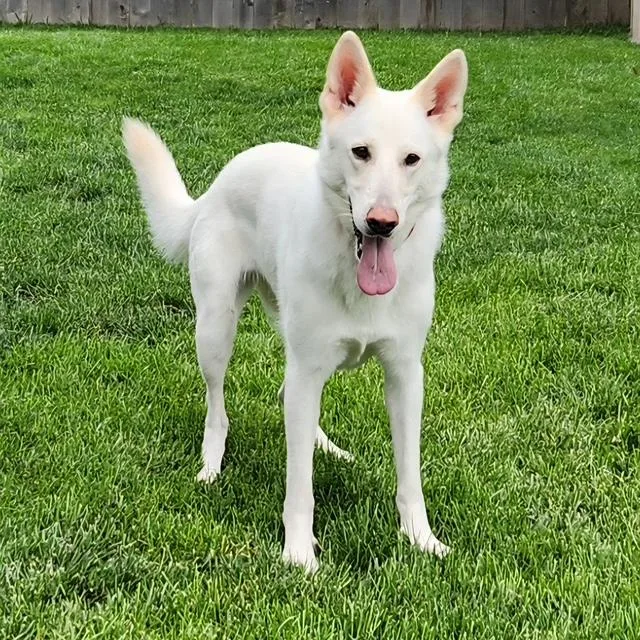An adult large-sized female German Shepherd Dog dog named Stella for adoption in Manchester, CT