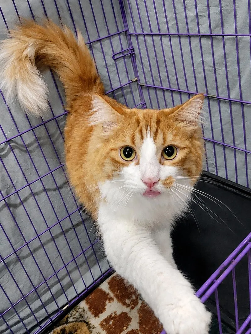 An adult medium-sized male Orange & White Domestic Long Hair cat named Flounder for adoption in Cuyahoga Falls, OH