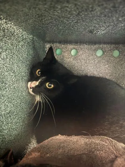 A baby small-sized female Domestic Short Hair cat named Moo Fc for adoption in Burlington, WA