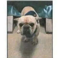 Orson thumbnail 2
