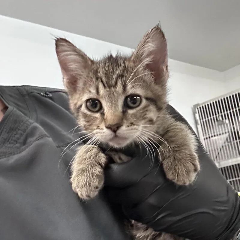 A baby small-sized male Brown / Chocolate Domestic Short Hair cat named Fred for adoption in Manhattan, KS