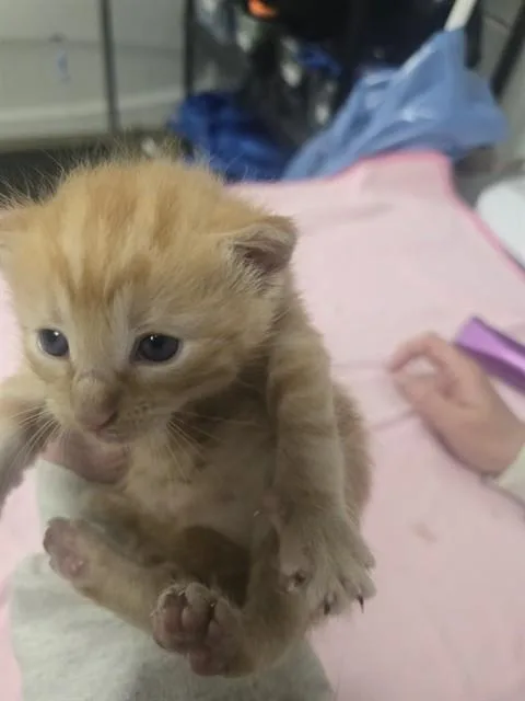 A baby small-sized male Domestic Short Hair cat named Crusty Dusty for adoption in Easton, MD
