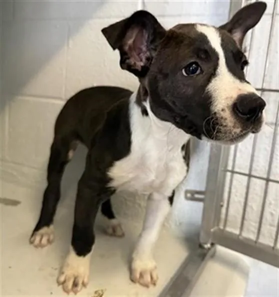 A baby small-sized male Pit Bull Terrier dog named Bandit for adoption in Sacramento, CA