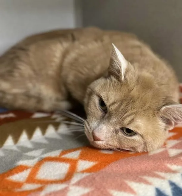 An adult large-sized male Domestic Short Hair cat named Quill for adoption in Pottsville, PA