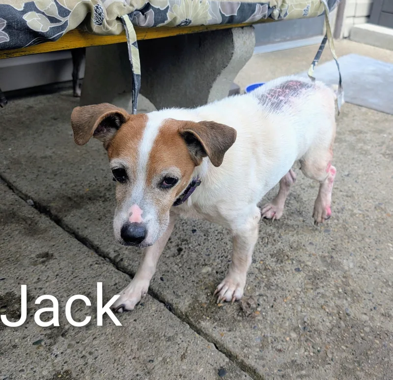 A senior small-sized female Jack Russell Terrier dog named Jill of Jack and for adoption in Amelia, OH
