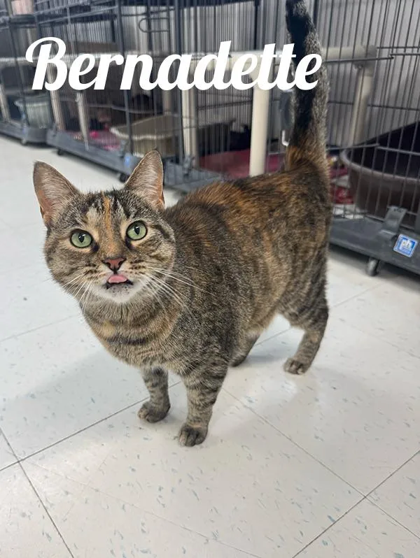 An adult medium-sized female Torbie Domestic Short Hair cat named Bernadette for adoption in Manistee, MI