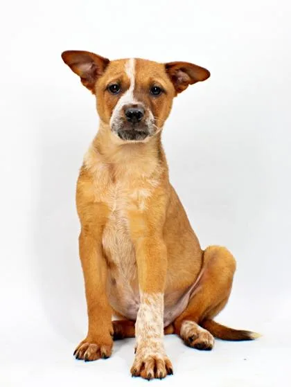 A baby medium-sized male Cattle Dog dog named Stud for adoption in Morton Grove, IL