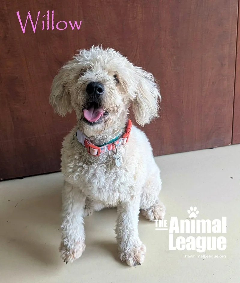 An adult medium-sized female White / Cream Wheaten Terrier dog named Willow for adoption in Groveland, FL