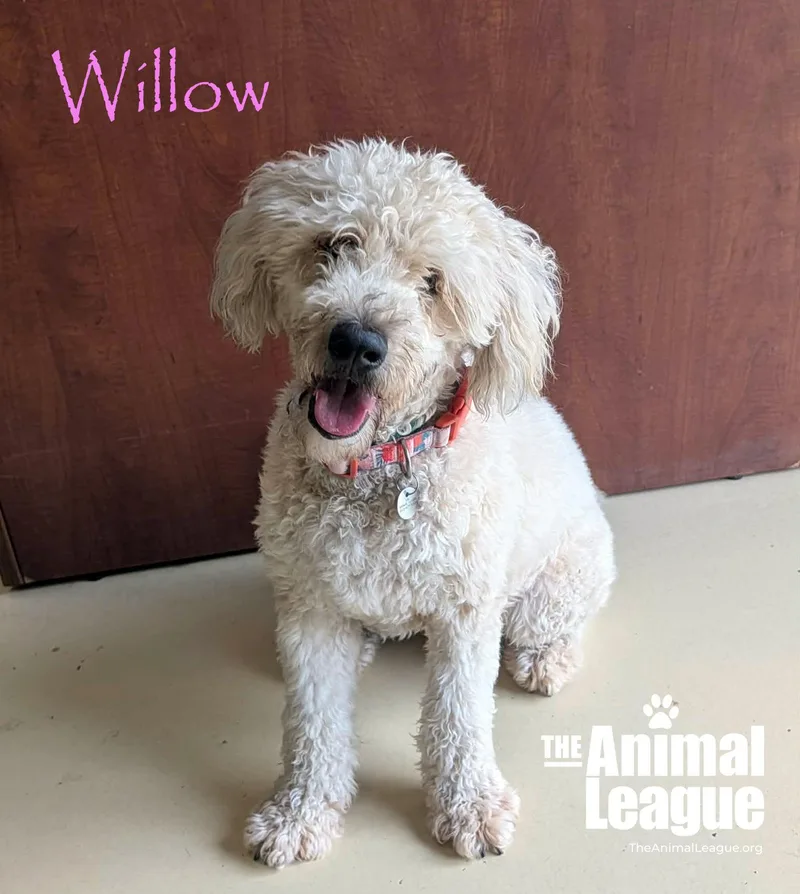 Willow thumbnail 2