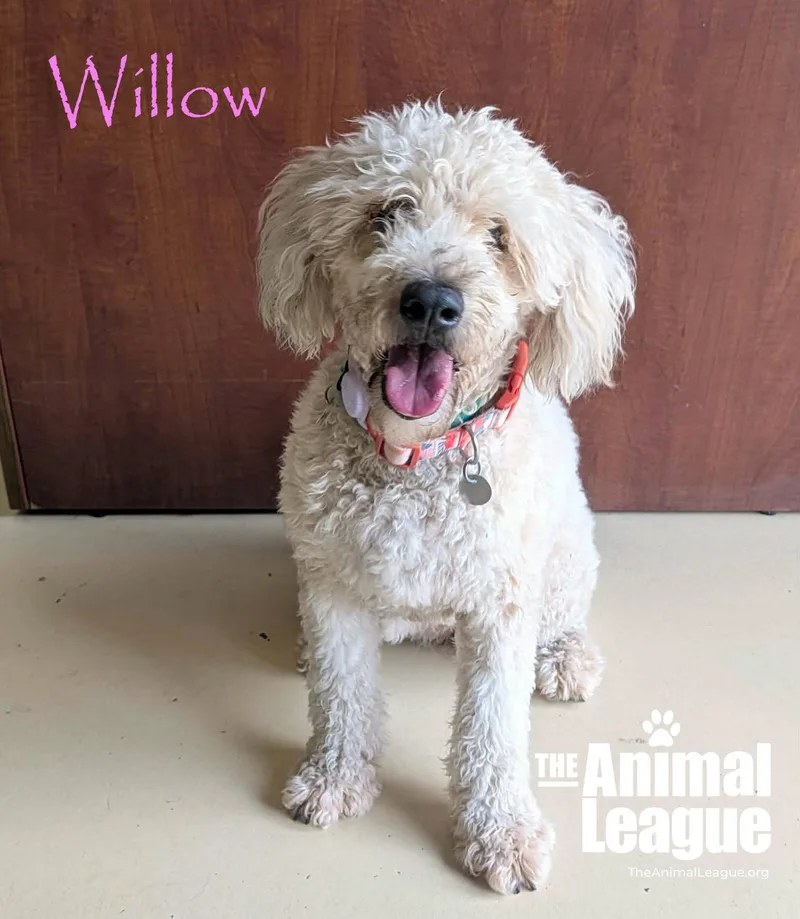 Willow thumbnail 3