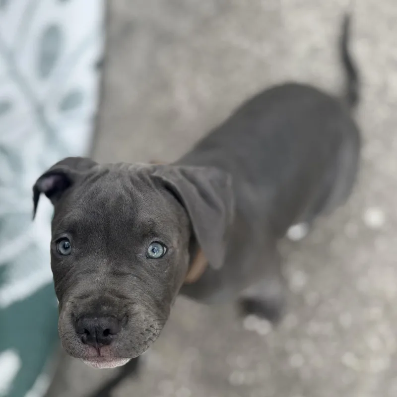 Huckleberry thumbnail 2