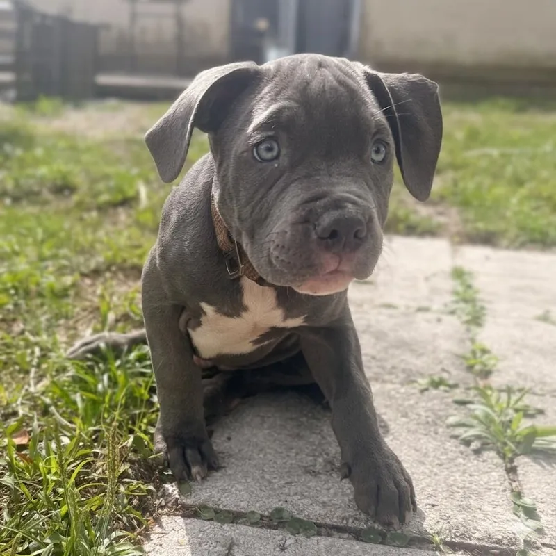 Huckleberry thumbnail 3