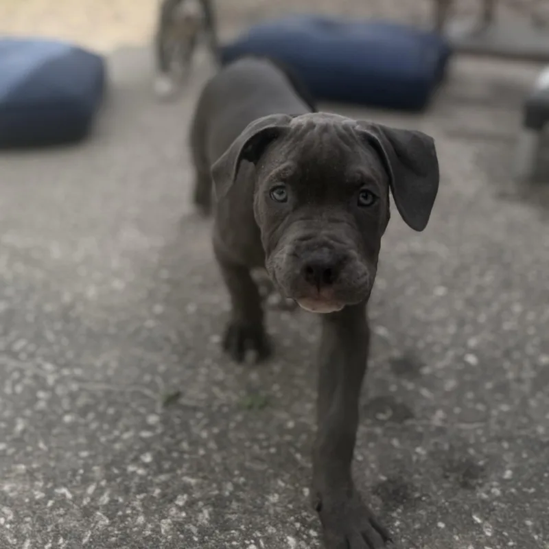 Huckleberry thumbnail 4