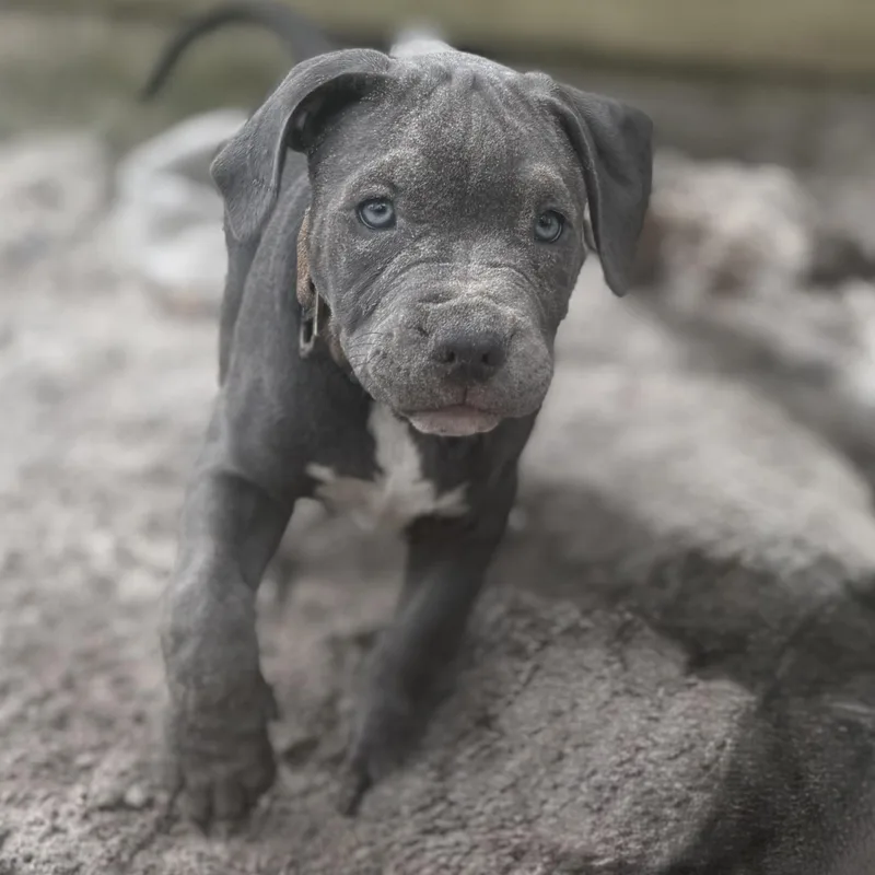 Huckleberry thumbnail 5