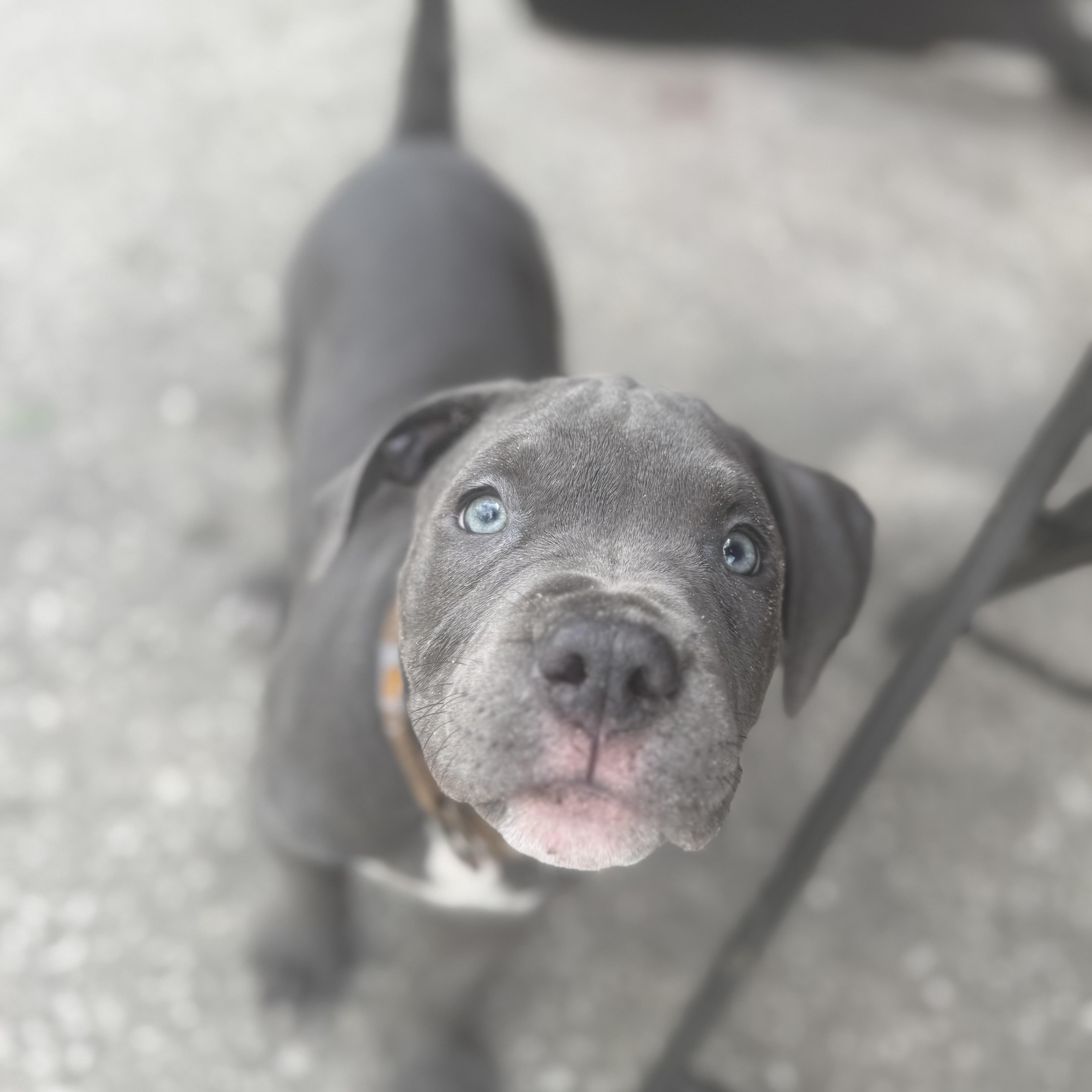 Huckleberry thumbnail 6