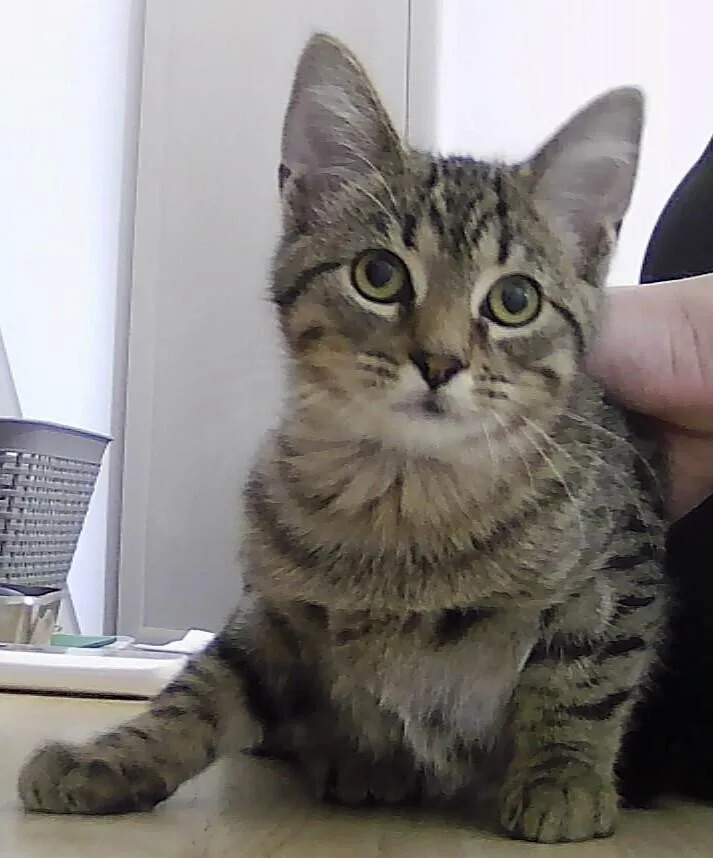 A baby small-sized male Tabby (Brown / Chocolate) Domestic Short Hair cat named Bronx for adoption in Anoka, MN