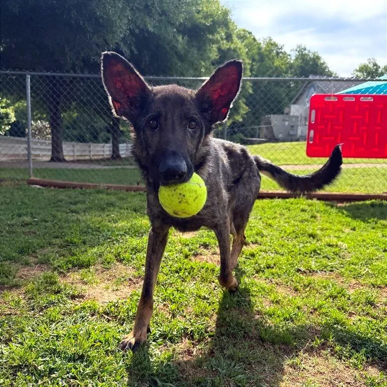 A young medium-sized female Black Shepherd dog named Helenacharlotte for adoption in Greenville, SC