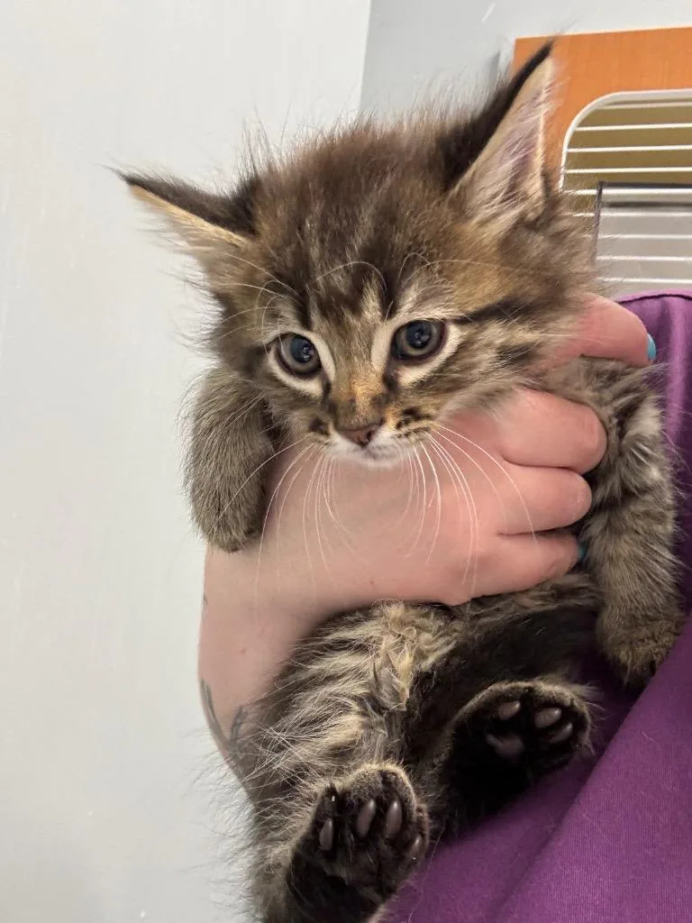 A baby medium-sized female Domestic Long Hair cat named Brenda for adoption in Bloomington, IN
