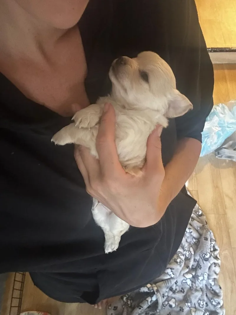 A baby small-sized male Apricot / Beige Chiweenie dog named Finn for adoption in Lafayette, CA