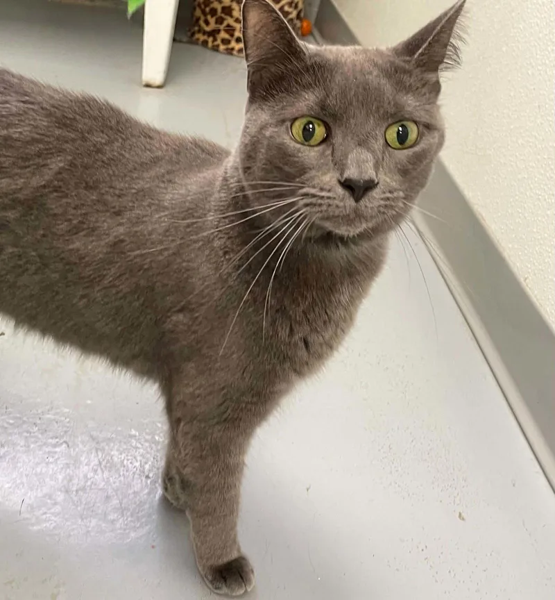 An adult medium-sized male Gray / Blue / Silver Domestic Short Hair cat named Kofi for adoption in Covington, VA