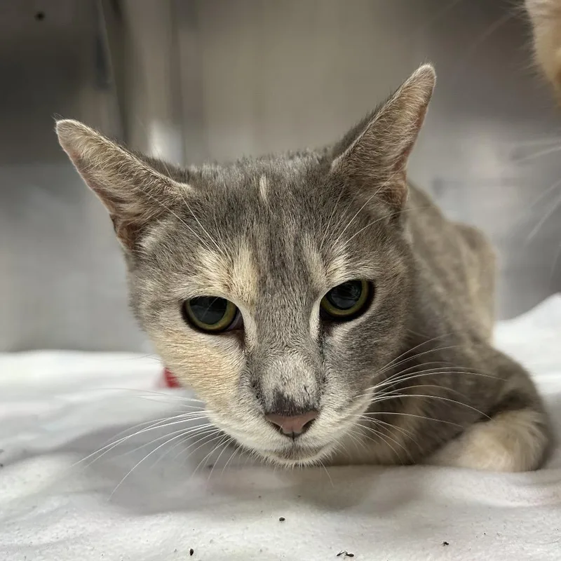 An adult medium-sized female Gray / Blue / Silver Domestic Short Hair cat named Laika for adoption in Pensacola, FL