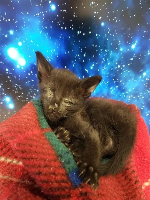 A baby small-sized male Domestic Short Hair cat named Jet for adoption in Tucson, AZ