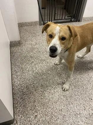 An adult large-sized male Mixed Breed dog named Mustard for adoption in Gastonia, NC
